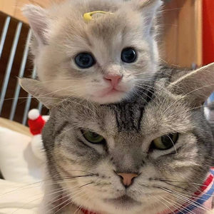 杨幂A片一二三区视频
